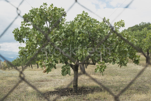 開心果 樹 希臘 種植園 背景 夏天 商業照片 © deyangeorgiev