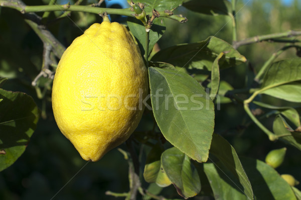 Limón frutas rama árbol alimentos salud Foto stock © deyangeorgiev