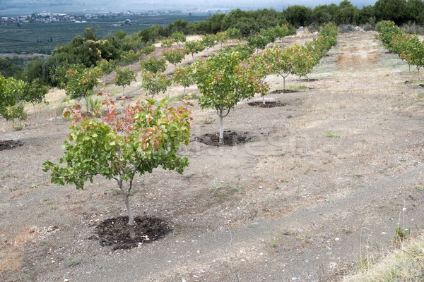 Pistachio trees Stock photo © deyangeorgiev