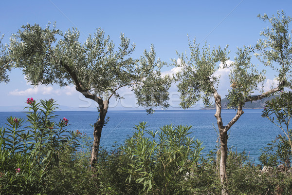 Foto stock: Olivo · playa · cielo · azul · Grecia · agua · mar