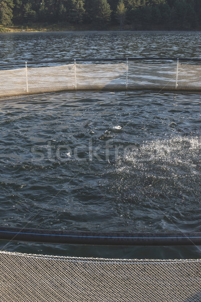 Hal gazdálkodás hegy tó üzlet víz Stock fotó © deyangeorgiev