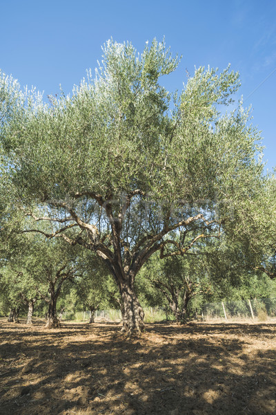 Olive trees in plantation Stock photo © deyangeorgiev