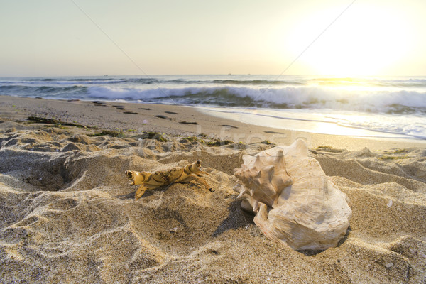 Sunrise Strand Muscheln Himmel Wasser Stock foto © deyangeorgiev