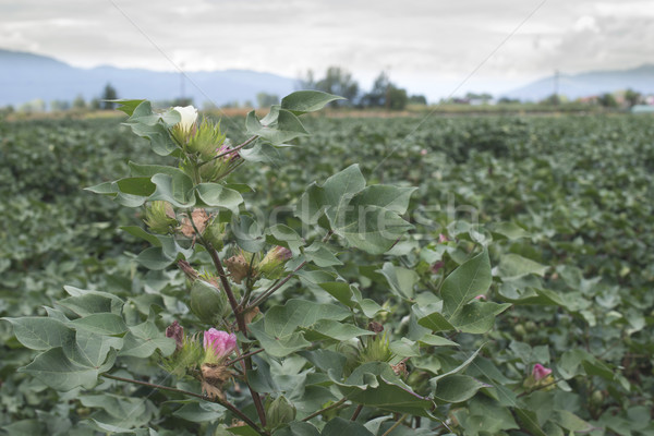 Fioritura cotone rosa bianco rosa natura Foto d'archivio © deyangeorgiev