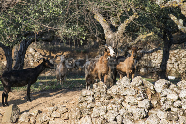 Tame goats among the olive trees Stock photo © deyangeorgiev