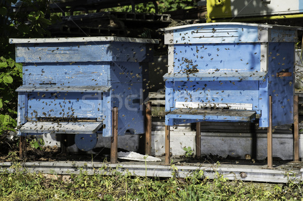 Swarm of bees fly to beehive Stock photo © deyangeorgiev