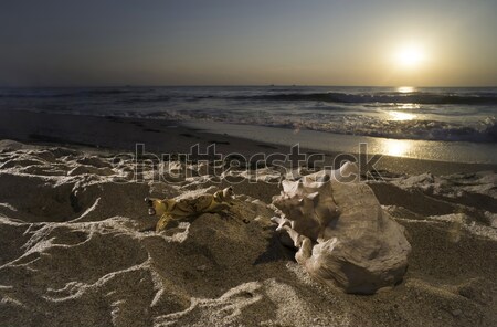 Sunrise Strand Muscheln Himmel Wasser Stock foto © deyangeorgiev