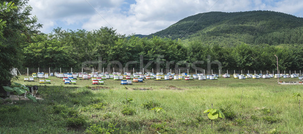 Beehives in bee farm Stock photo © deyangeorgiev