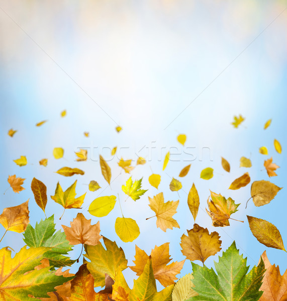 Stock photo: Border of autumn leaves