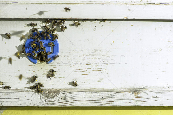 Arılar kovan beyaz aile çalışmak Stok fotoğraf © deyangeorgiev