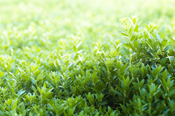 Grass background Stock photo © deyangeorgiev