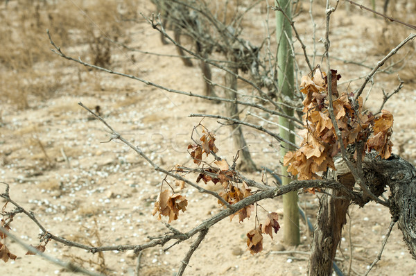 Poor harvest vineyards Stock photo © deyangeorgiev