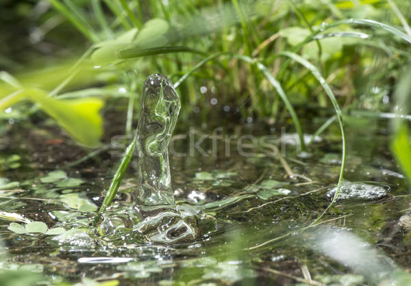 Goutte d'eau nature eau feuille verte feuille pluie [[stock_photo]] © deyangeorgiev