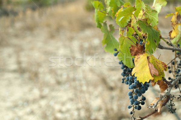 Poor harvest vineyards Stock photo © deyangeorgiev