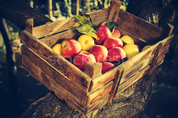 Apples in an old wooden crate on tree Stock photo © deyangeorgiev