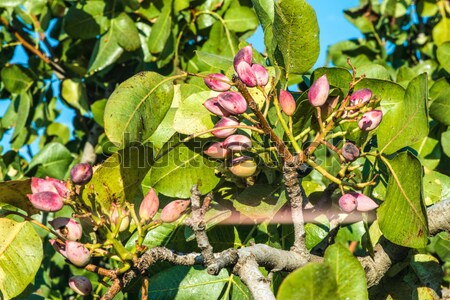 Foto stock: Pistacho · árbol · rama · frutas