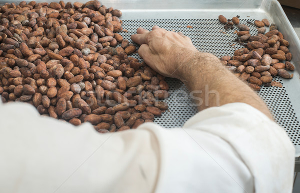 Hände Kakaobohnen ausgewählt Natur Schokolade weiß Stock foto © deyangeorgiev