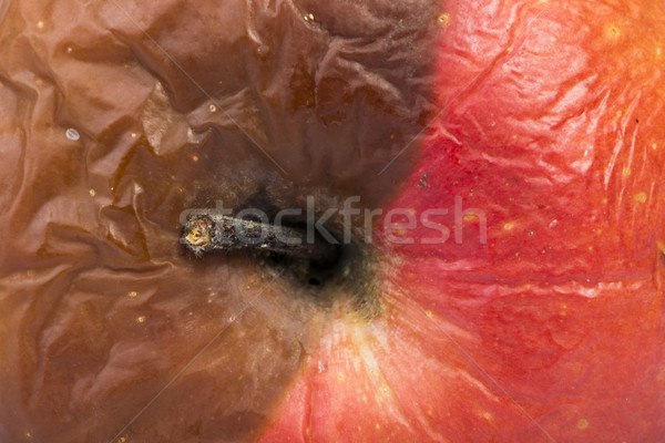 Podrido manzana marrón naturaleza frutas jardín Foto stock © deyangeorgiev