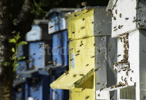 Stock foto: Bienen · fliegen · Bienenstock · Sonne · Licht · Gras