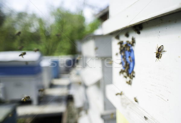 Méhek légy méhkaptár nap fény fű Stock fotó © deyangeorgiev