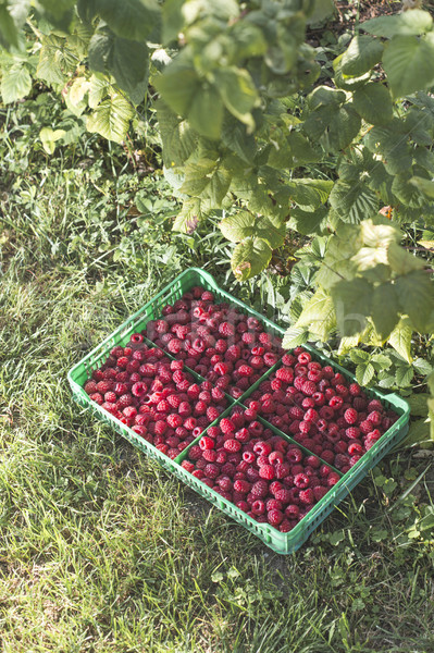 Zdjęcia stock: Maliny · zielone · skrzynia · ogród · owoców · lata