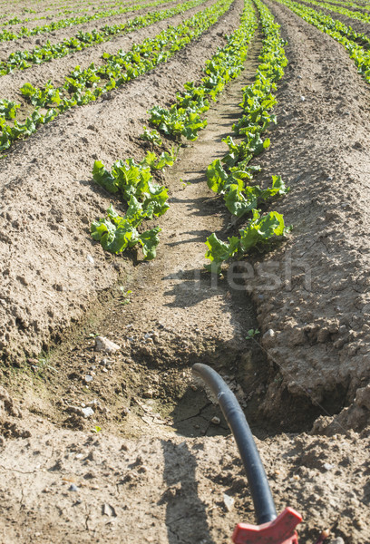 Трубы салата области зерновые продовольствие Сток-фото © deyangeorgiev