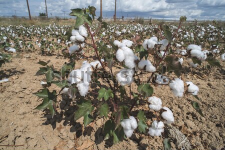 Pamut növények mező napos idő ipar farm Stock fotó © deyangeorgiev