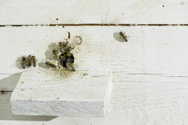 Pszczół ul biały ul rodziny pracy Zdjęcia stock © deyangeorgiev