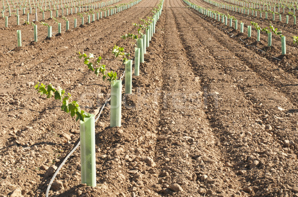 Recentemente campo verde indústria uvas vintage Foto stock © deyangeorgiev