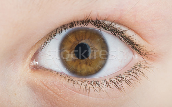 Human eye brown color Stock photo © deyangeorgiev