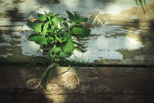 мята древесины солнце свет лист зеленый Сток-фото © deyangeorgiev