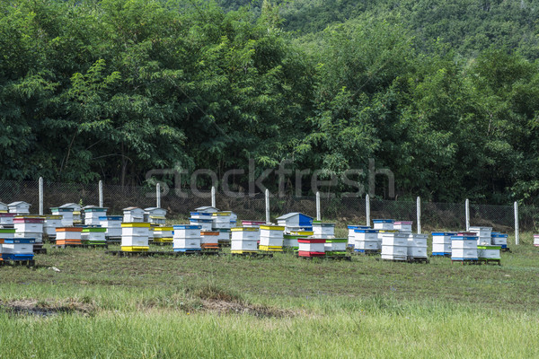 Beehives in bee farm Stock photo © deyangeorgiev