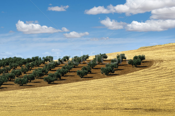 Olive trees Stock photo © deyangeorgiev