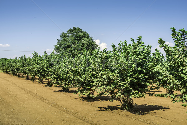 Hazel tree plantation Stock photo © deyangeorgiev