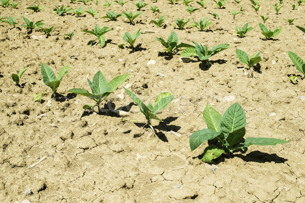 Plantación jóvenes tabaco plantas verano tiempo Foto stock © deyangeorgiev