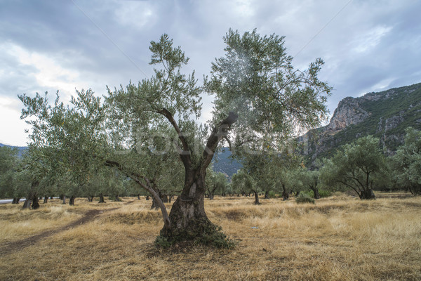 De oliva árboles plantación agrícola tierra Grecia Foto stock © deyangeorgiev