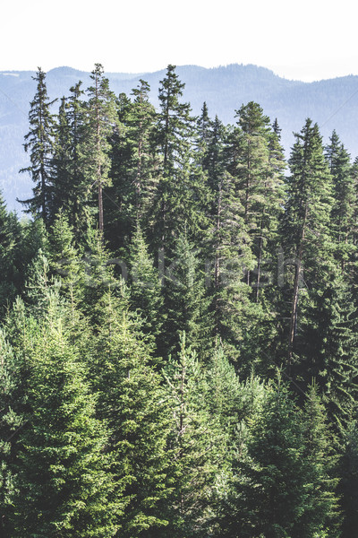 Green fir forest Stock photo © deyangeorgiev