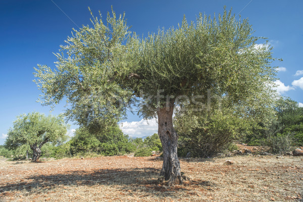 De oliva árboles plantación agrícola tierra Grecia Foto stock © deyangeorgiev