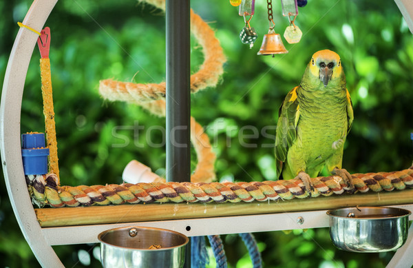 Green parrot Stock photo © deyangeorgiev