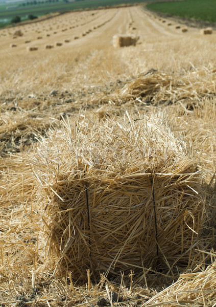 [[stock_photo]]: Bale · paille · soleil · été · bleu · blé