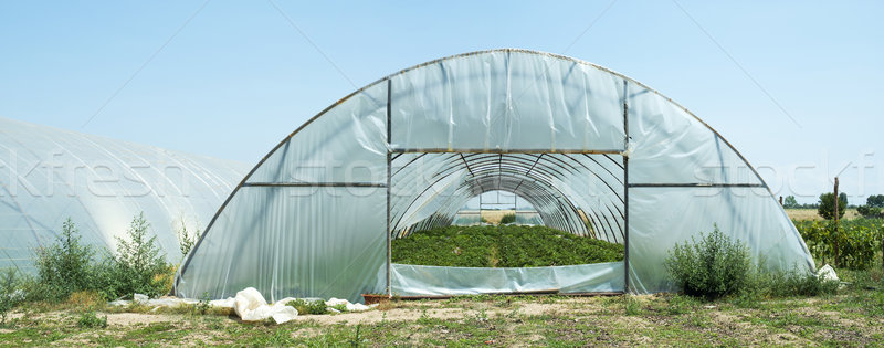 [[stock_photo]]: Effet · de · serre · feuille · vert · ferme · intérieur · marché