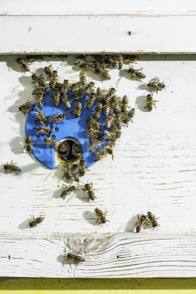 Stock photo: Bees entering the hive