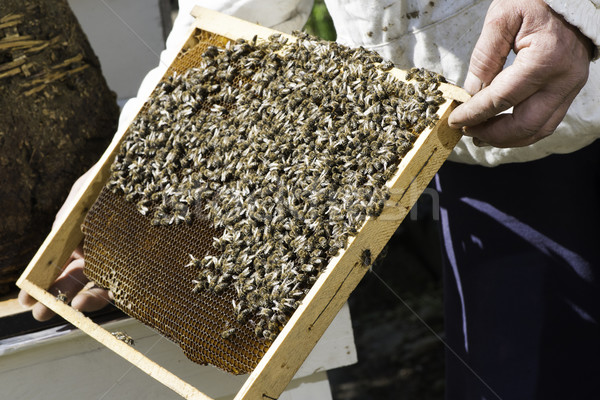Beekeeper look honeycombs Stock photo © deyangeorgiev