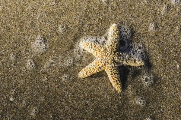 Starfish onde luce del sole spiaggia acqua pesce Foto d'archivio © deyangeorgiev