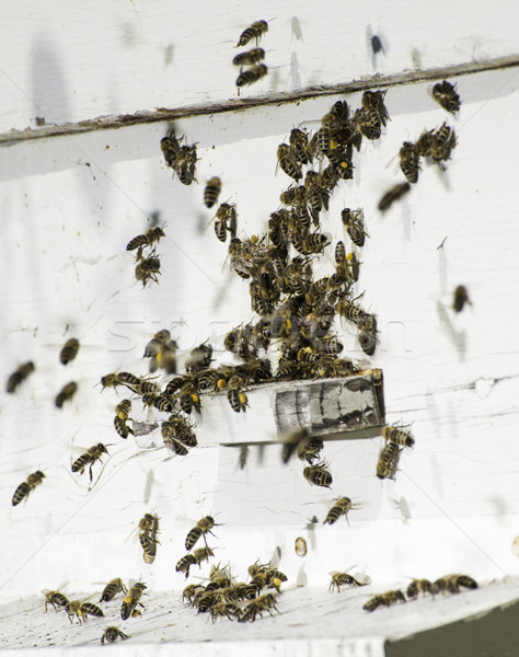 Bienen Bienenstock weiß Bienenstock Familie Arbeit Stock foto © deyangeorgiev