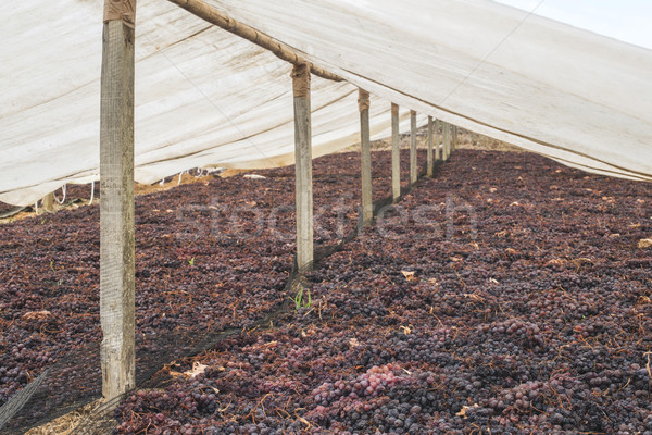 Stock photo: Drying grapes for raisins