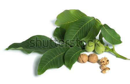 Foto stock: Rama · hojas · blanco · aislado · roto · conchas