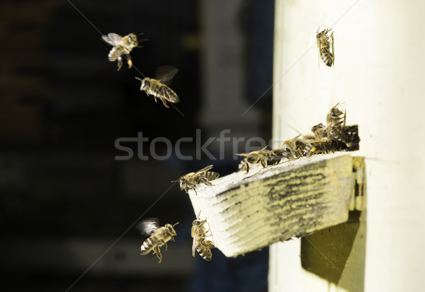 Stok fotoğraf: Arılar · kovan · beyaz · aile · çalışmak