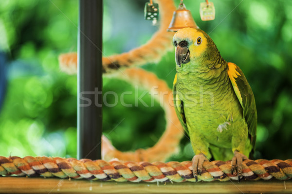 Green parrot Stock photo © deyangeorgiev