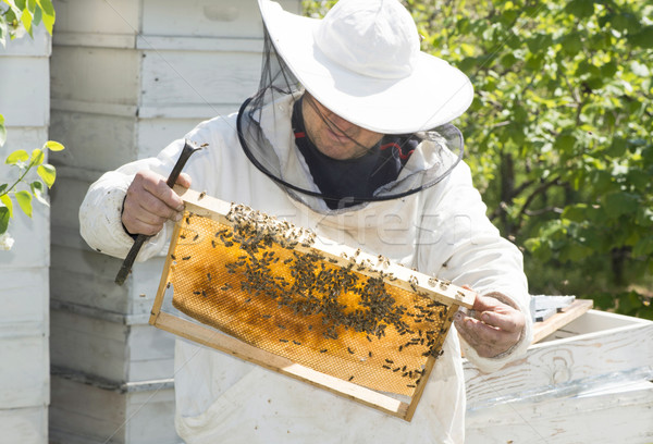 Beekeeper with honeycombs Stock photo © deyangeorgiev